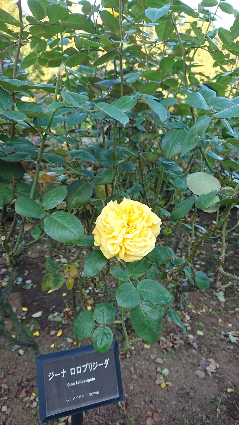 新宿御苑 大木戸門 東京都新宿区内藤町 グルコミ