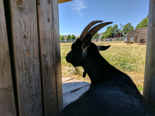 Farm «The Belmont Goats», reviews and photos, 9330 SE Harold St, Portland, OR 97266, USA