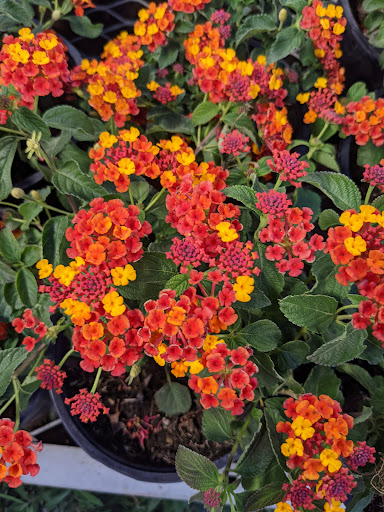 Home Improvement Store «The Home Depot», reviews and photos, 1625 S Mountain Ave, Monrovia, CA 91016, USA