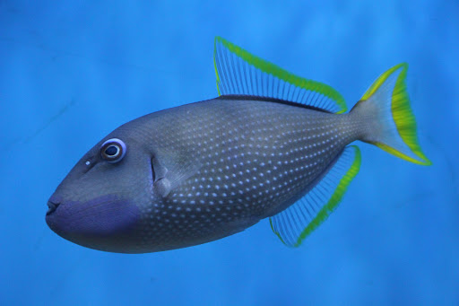 Tropical Fish Store «Ocean Gallery», reviews and photos, 980 US-22, North Plainfield, NJ 07060, USA