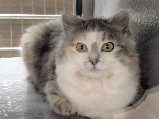 Pet Store «PetSmart», reviews and photos, 10451 Baltimore St NE, Blaine, MN 55449, USA