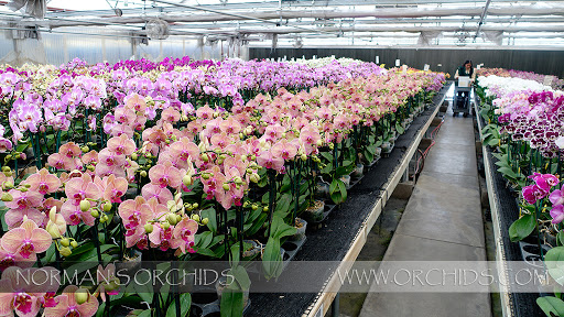 Norman's Orchid Nursery home of www.orchids.com