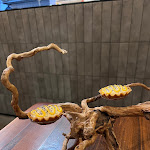 Photo n°10 de l'avis de Tarzan. fait le 27/12/2022 à 08:47 sur le  Restaurante Alameda à Faro