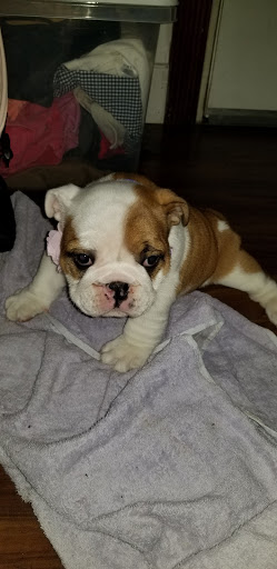 Pet Supply Store «Pet Supplies Plus», reviews and photos, 1031 Northwest Hwy, Garland, TX 75041, USA