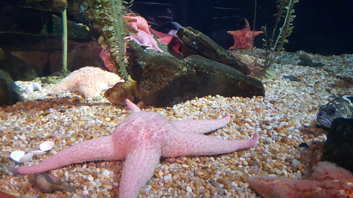 Aquarium «Georgia Aquarium», reviews and photos, 225 Baker St NW, Atlanta, GA 30313, USA