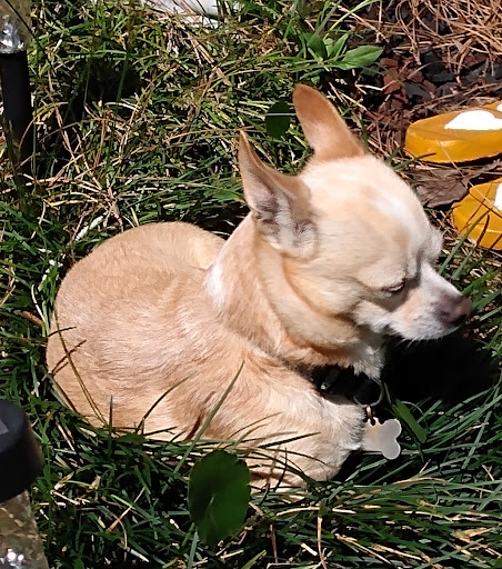 Pet Store «St Tammany Pet Center», reviews and photos, 895 Robert Blvd, Slidell, LA 70458, USA