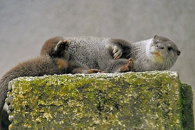 カワウソ舎
