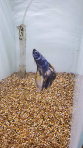 Tropical Fish Store «Ocean Blue Aquarium», reviews and photos, 2246 Aloma Ave, Winter Park, FL 32792, USA