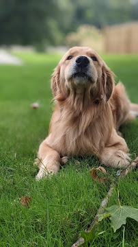 Stay Over, Rover - Photo 8 - Car repair in , Waterbury