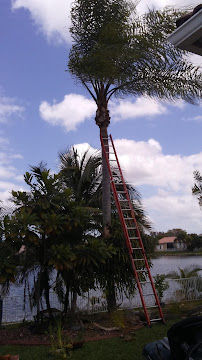 Weston Tree Services - Photo 3 - Car repair in , Hollywood