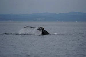 BC Whale Tours Victoria image