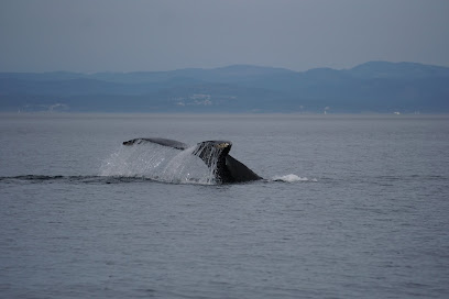 BC Whale Tours Victoria