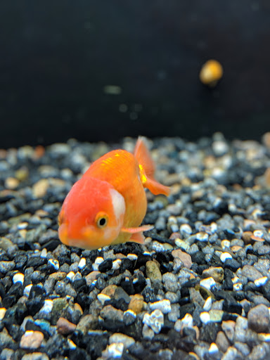 Tropical Fish Store «Fish Den Inc.», reviews and photos, 5055 W 44th Ave, Denver, CO 80212, USA