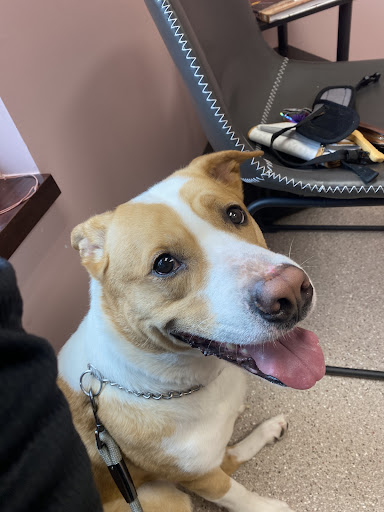 Five Star Veterinary Center