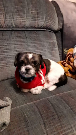 Rodawold Veterinary Services image