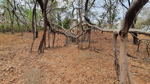 Bosque Protector Palo Santo