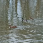 Photo n° 2 de l'avis de Patrice.n fait le 16/03/2018 à 06:45 pour Plan d'Eau de Berny à Ailly-sur-Noye