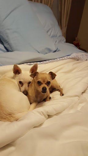 Pet Store «PetSaver Healthy Pet Superstore (Greece Location)», reviews and photos, 1596 W Ridge Rd, Rochester, NY 14615, USA