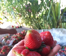 Kebun strawbery made purna photo