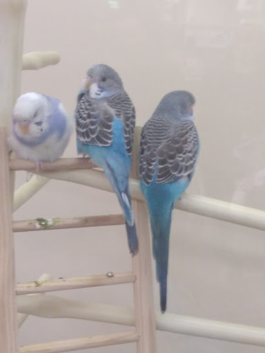 Pet Supply Store «Petco Animal Supplies», reviews and photos, 10055 Wellington Rd, Manassas, VA 20110, USA