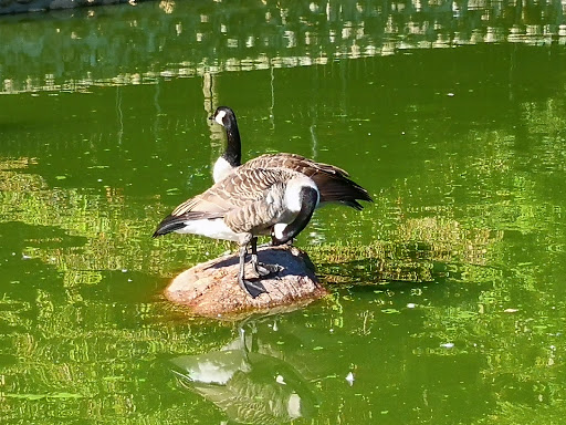 Zoo «Capron Park Zoo», reviews and photos, 201 County St, Attleboro, MA 02703, USA