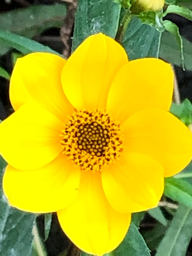 Nature Preserve «Maurice River Bluffs Preserve», reviews and photos, Silver Run Rd, Millville, NJ 08332, USA