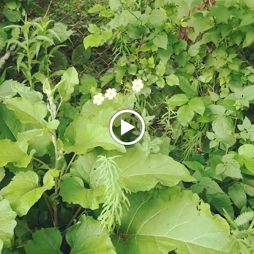 Memorial Park «Captain Stephen Olney Memorial Park», reviews and photos, Smithfield Rd, North Providence, RI 02904, USA