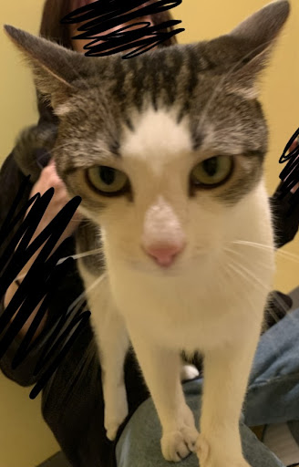 Pet Supply Store «Mad Cat Pet Supplies», reviews and photos, 7820 Mineral Point Rd, Madison, WI 53717, USA