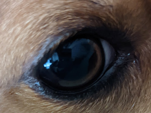 Pet Supply Store «PetSmart», reviews and photos, 170 Marketplace Blvd, Hamilton Township, NJ 08691, USA