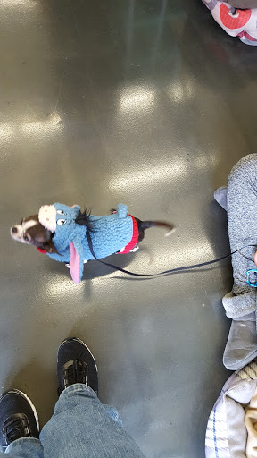 Pet Supply Store «Pet Supplies Plus», reviews and photos, 61 Irving Park Rd, Streamwood, IL 60107, USA