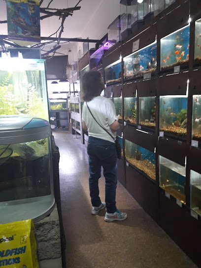 Kenyifish Aquarium Design - Peces de Todo el Mundo