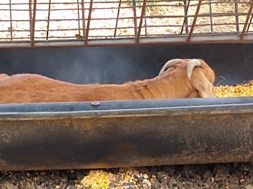 Ice Cream Shop «Grochowicz Farm Market & Fall Family Fun», reviews and photos, 2401 NJ-31, Glen Gardner, NJ 08826, USA