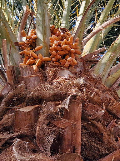 Hotel «Fiesta Henderson Hotel & Casino», reviews and photos, 777 W Lake Mead Pkwy, Henderson, NV 89015, USA