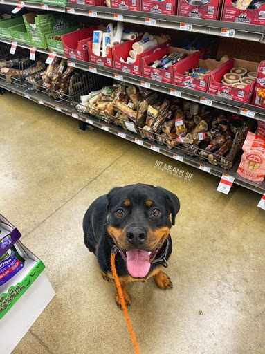 Sit Means Sit Dog Training - Buffalo