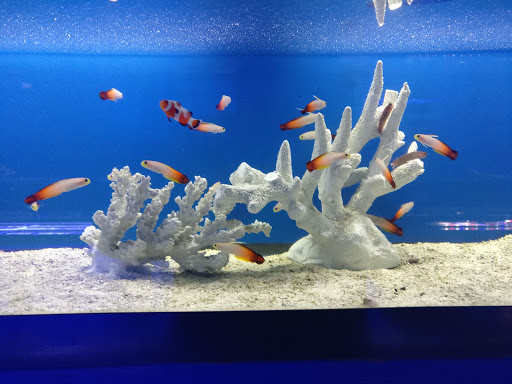 Tropical Fish Store «Tropi-Quatics Pet Center», reviews and photos, 337 S Main St, Lombard, IL 60148, USA