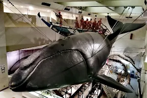 Taiji-cho Whale Museum image
