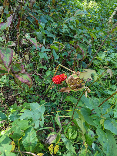 Nature Preserve «Captain Daniel Wright Woods Forest Preserve», reviews and photos, 24830 N St Marys Rd, Mettawa, IL 60045, USA