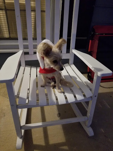 Pet Supply Store «PetSmart», reviews and photos, 9905 E Independence Blvd, Matthews, NC 28105, USA