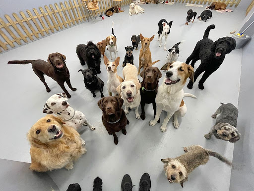 WagWag