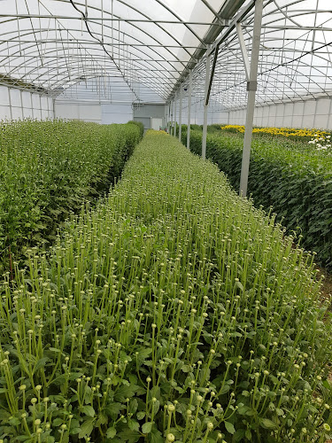 Avaliações doESTUFAS DE GERBERAS em Gouveia - Floricultura