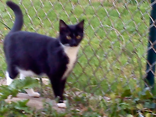 Park «Greenbank Park», reviews and photos, 250 Greenbank Rd, Wilmington, DE 19808, USA