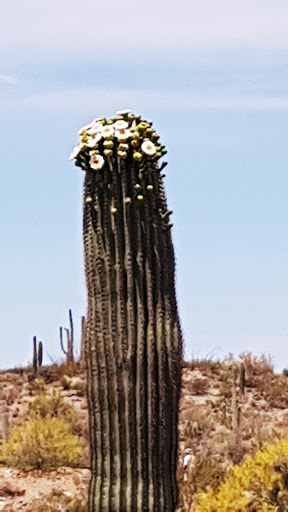 Natural History Museum «Arizona-Sonora Desert Museum», reviews and photos, 2021 N Kinney Rd, Tucson, AZ 85743, USA