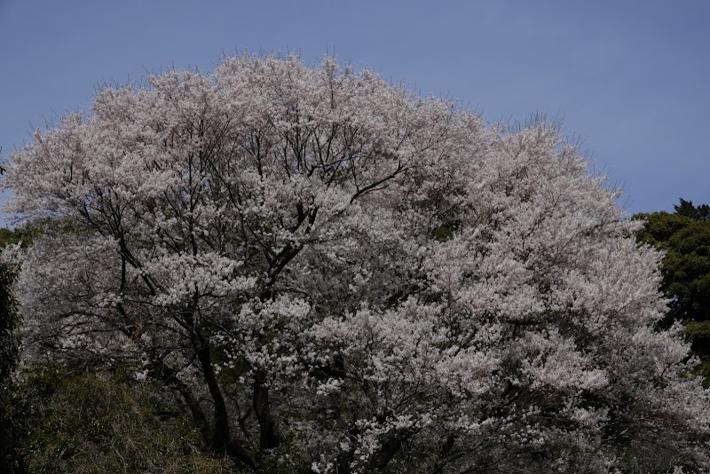 姫街道 桜