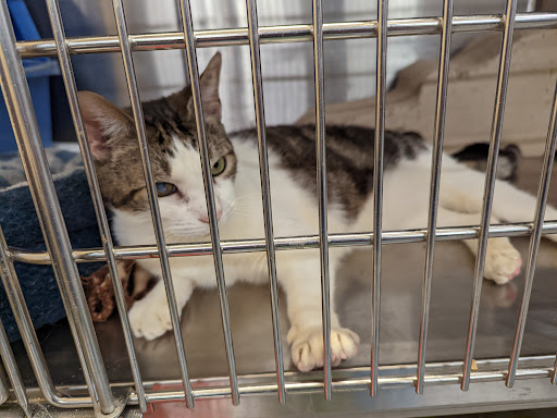 Pet Supply Store «PetSmart», reviews and photos, 45 Park Pl Dr, Covington, LA 70433, USA