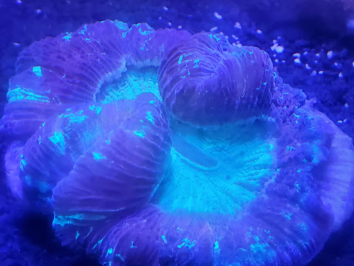 Pet Store «Off The Hook Exotics Pet Shop», reviews and photos, 926 5th Ave, Coraopolis, PA 15108, USA