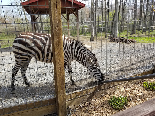 Living Treasures Wild Animal Park image 3