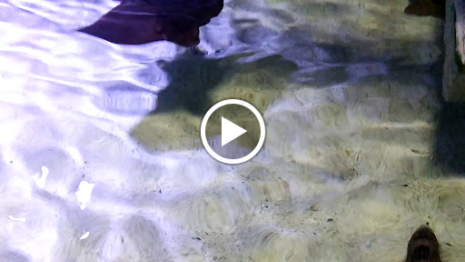 Aquarium «Aquarium of Boise», reviews and photos, 64 N Cole Rd, Boise, ID 83704, USA