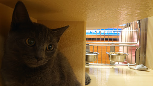 Pet Supply Store «PetSmart», reviews and photos, 1600 Marcus Ave, New Hyde Park, NY 11040, USA