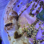 Photo n°2 de l'avis de Antonio.e fait le 17/12/2023 à 10:36 sur le  Giallo Datterino à Villaricca