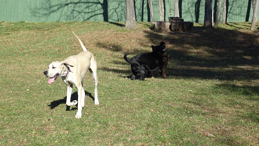 Dog Trainer «Awesome Dawgs Dog Training LLC», reviews and photos, 3052 Pricetown Rd, Temple, PA 19560, USA